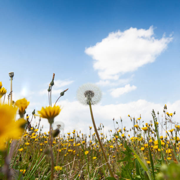 Dandelions in a fields in spring