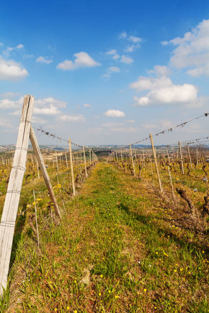 italian vineyards in spring - vertcal imagens e fotografias de stock