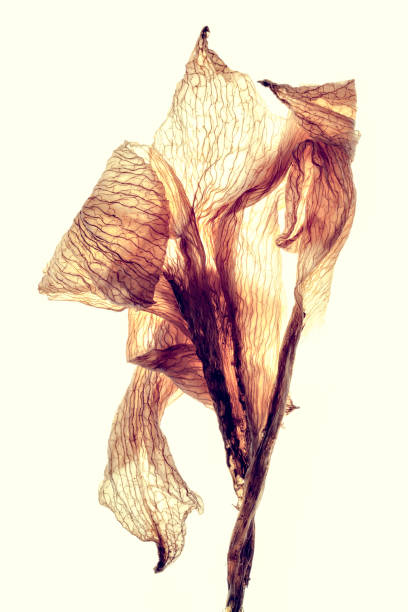 Hardened yellow tulip as a symbol of fleeting beauty
