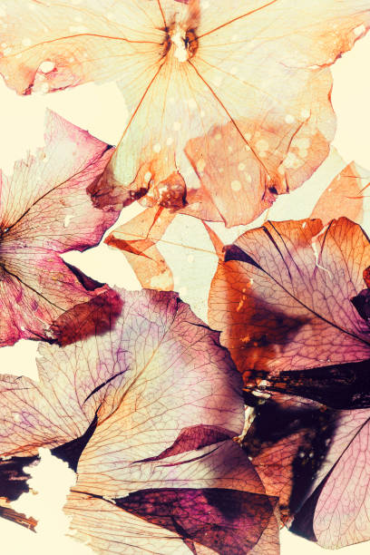istock Abstract flower petals Pansy leaves dried pressed 1319758259