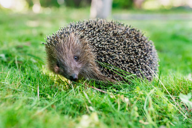istock Close up of Hedgehog on green grass. 1319758674