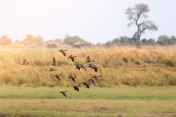istock birds flying in the african savanna 1319759375