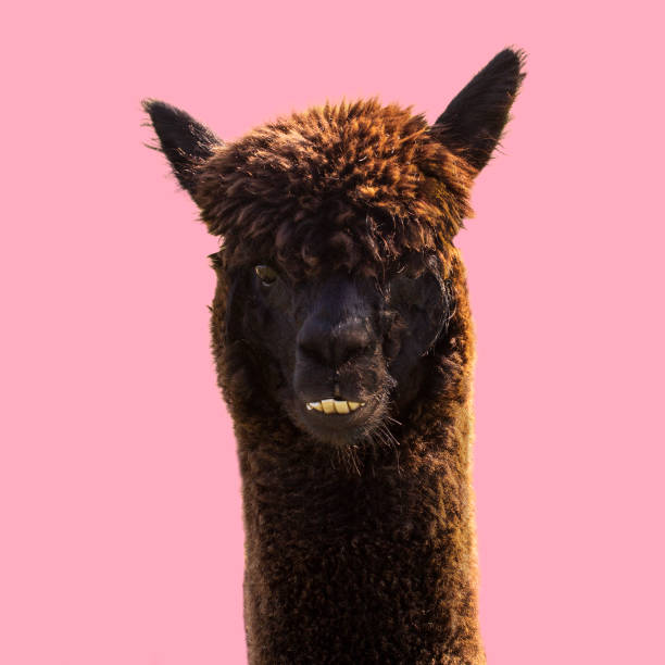 istock Black funny alpaca on pink background 1319759974