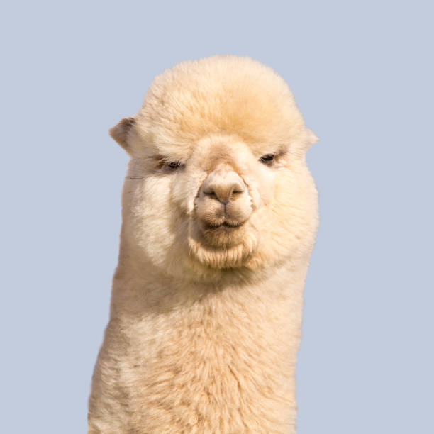 istock Funny white alpaca on blue background 1319759997