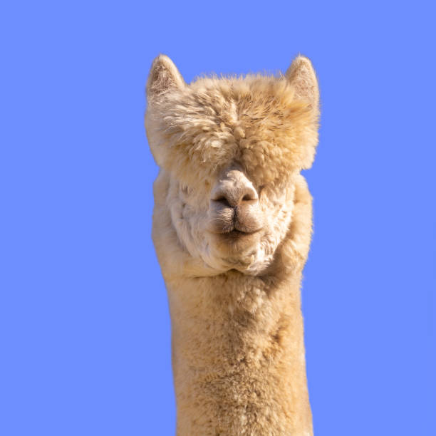 istock Funny white alpaca on blue background 1319760534