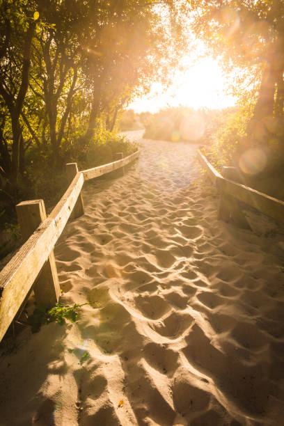 Idyllic sandy trail to beach through ocean dunes at sunrise Sandy path through sand dunes to ocean at daybreak. jurassic coast world heritage site stock pictures, royalty-free photos & images