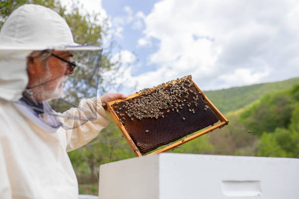 istock Bee keeper lifting shelf out of hive 1319761962