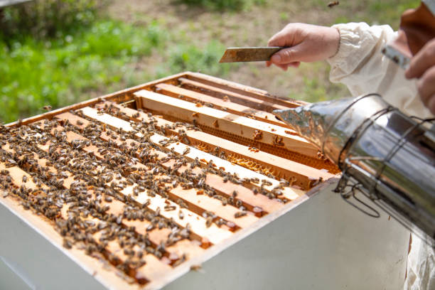 istock Bee keeper lifting shelf out of hive 1319762460