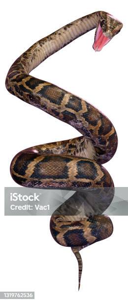 3d Illustration Burmese Python On White Stock Photo - Download Image ...