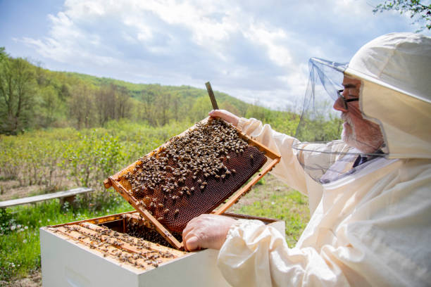istock Bee keeper lifting shelf out of hive 1319762596