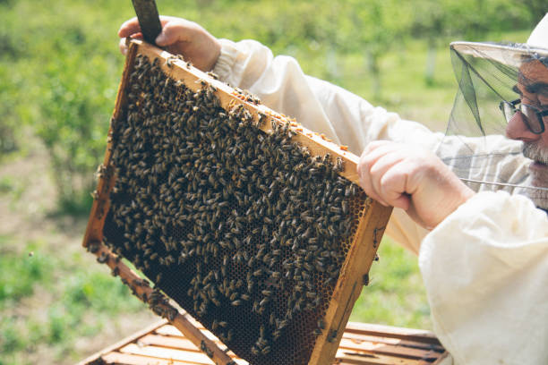 istock Bee keeper lifting shelf out of hive 1319762608