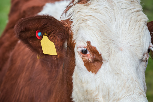 Closeup of Hereford cattle at Outney Common in Bungay, Suffolk, England
