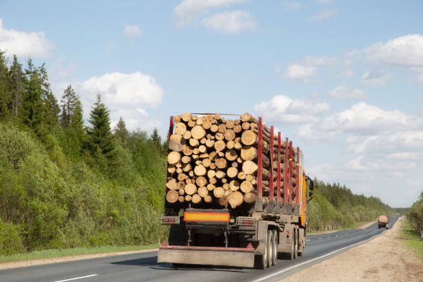 istock Loaded timber truck 1319764433