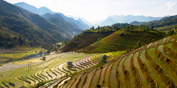 istock terraced fields in the mountains of Vietnam 1319764851