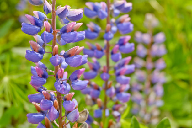 lupina multi-levadura (lupinus polyphyllus) - pea flower fotografías e imágenes de stock