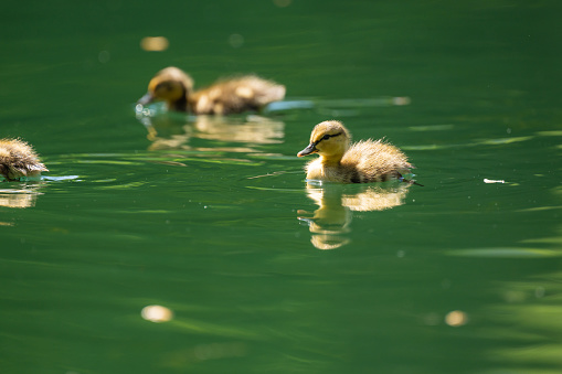New York, NY, USA - May 14, 2021: Three ducklings swim in a green pond.