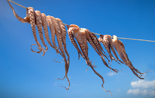 Octupus drying in the sun for consumption