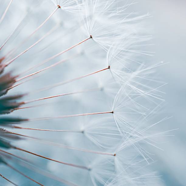 istock beautiful dandelion flower in spring season 1319766661