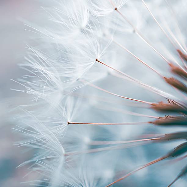 istock beautiful dandelion flower in spring season 1319766666