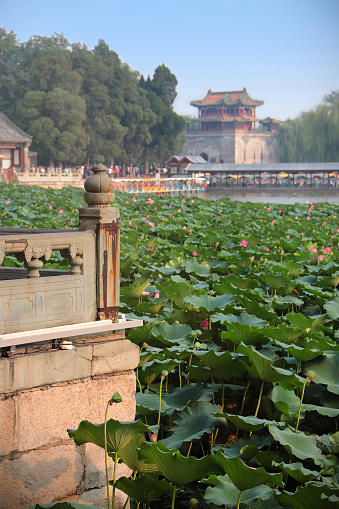 Chinese temple near lake overgrown with waterplants