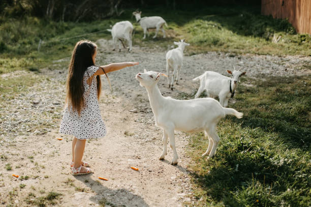 istock Girl with long hair feeding goats. 1319768013