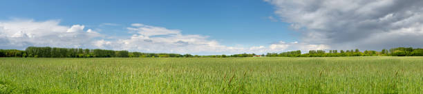 istock Banner with barley field in Spring with forest far away and blue sky with clouds. Panoramic composition in light green and blue 1319768049
