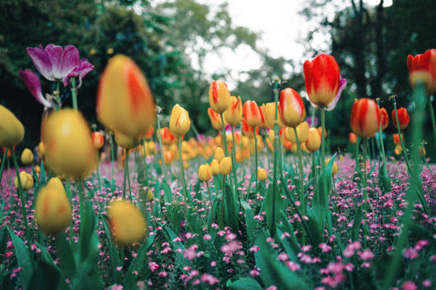 Colorful display of fresh tulips in bloom outdoors in a park in the city.