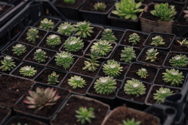 Close-up photo of houseleek in the nursery garden, growing in the plastic cups.