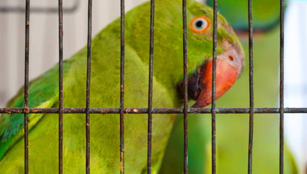 istock Image of a parrot inside the trap and he's very frustrated selective focus image 1319769471