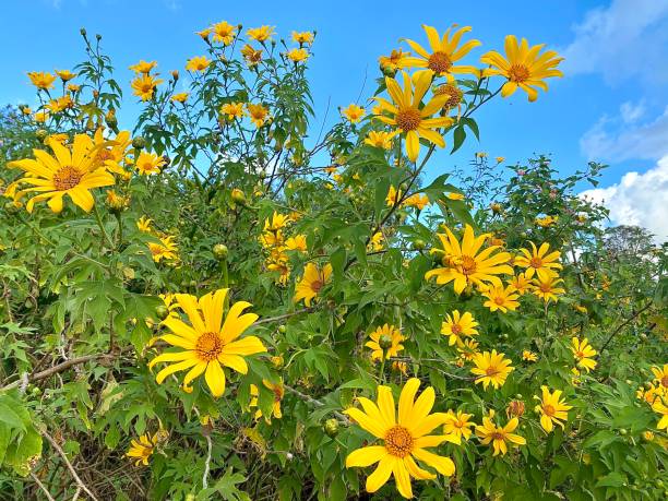 Yellow Japanese Sunflower Flowering Bush Horizontal landscape of happy yellow Japanese or Mexican sunflower Tithonus flowering bush with vibrant green leaves roadside in Bangalow NSW Australia wild chrysanthemum stock pictures, royalty-free photos & images