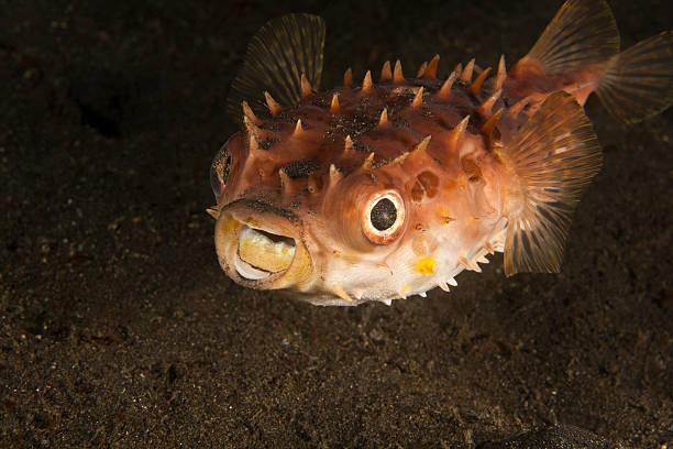 pesce porcupinefish - porcupinefish foto e immagini stock