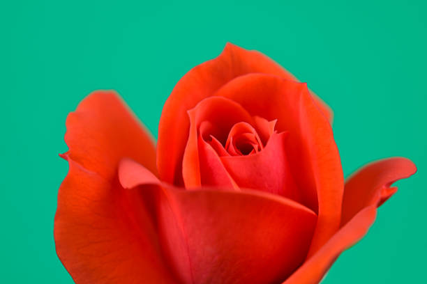 Studio shot with green background
