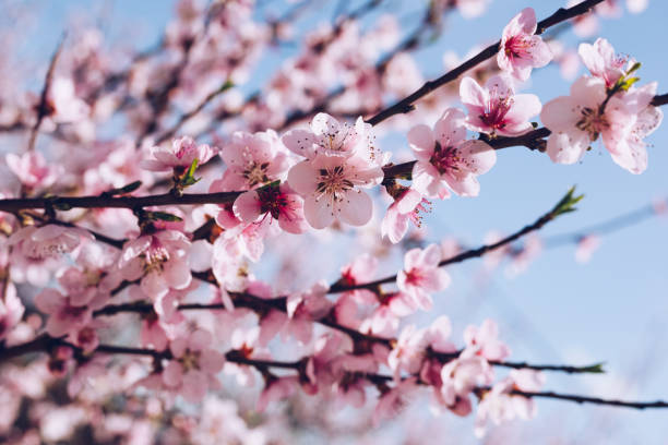 istock Spring border background with blossom, close-up. Abstract floral spring background. Blossoms over blurred nature background/ Spring flowers/Spring Background with bokeh 1319771722