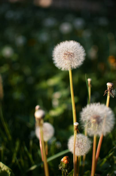 istock Delicate and light dandelion flowers outdoors 1319772817