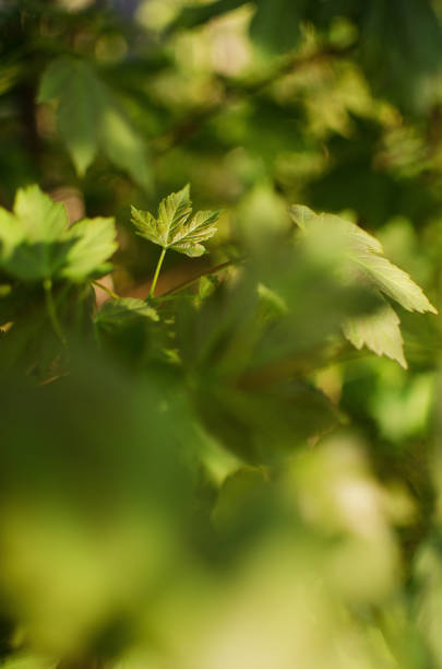 istock Abstraction growing green leaves on a light background outdoors 1319772840