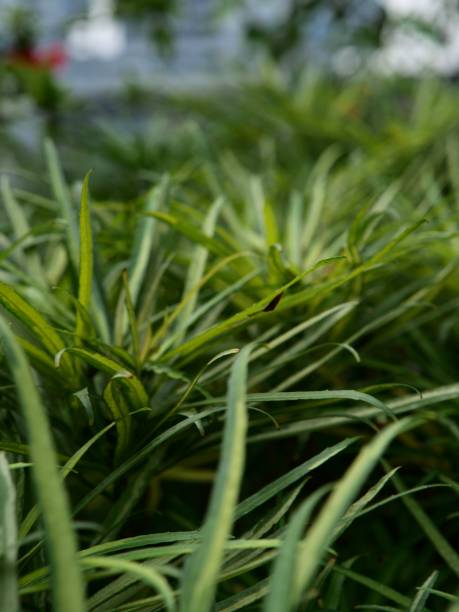 istock Close up of the wild grass 1319774279