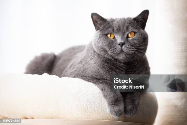 British Cat Lying Cat Tree Scratching Post Stock Photo - Download Image Now - British Shorthair Cat, Animal, Animal Body Part