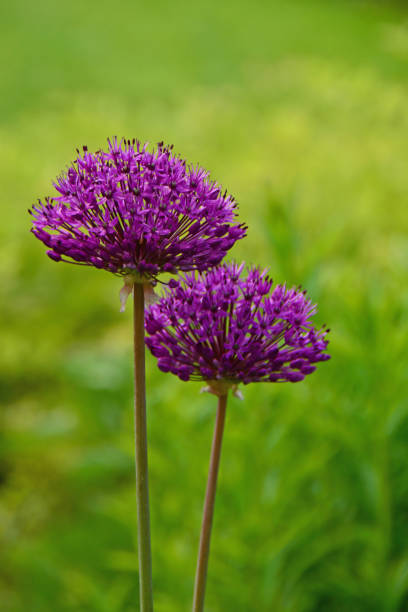 Purple round flower in summer, Allium flowers bloom