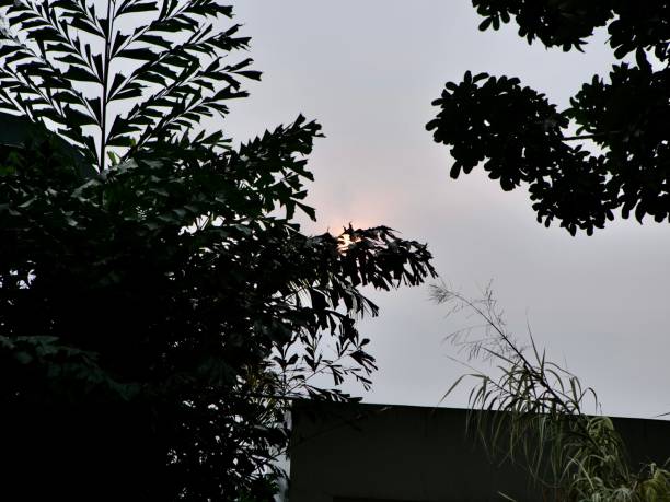 istock Afternoon silhoutte on trees from an orange sun. Sunset. Wide angle 1319774445