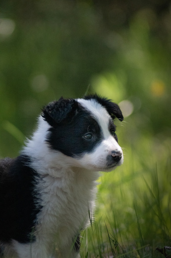 photo of a black and white border collie puppy with green grass background