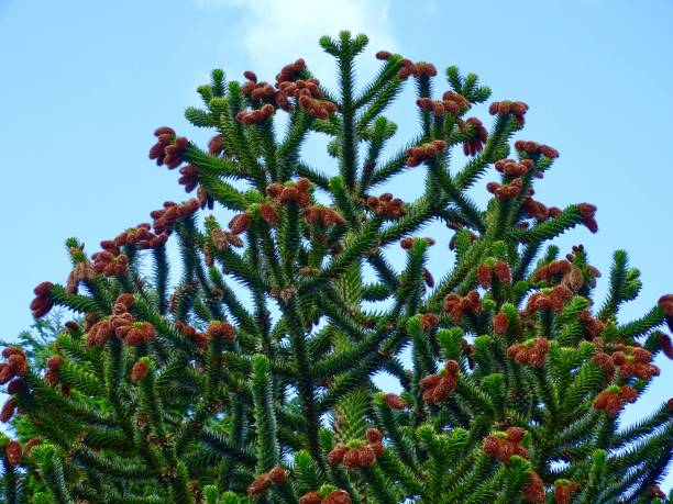 Flowers on a monkey puzzle tree Flowers on the top of a monkey puzzle tree in summer araucaria araucana flower stock pictures, royalty-free photos & images