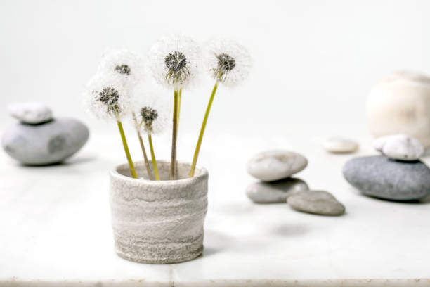 Still life with blooming fluffy dandelions flowers in handmade ceramic pot with smooth rocks over white marble background Lightness purity concept