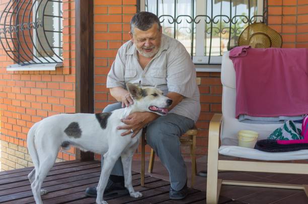 istock Caucasian senior man stroking his white mixed breed dog while sitting on veranda 1319776591