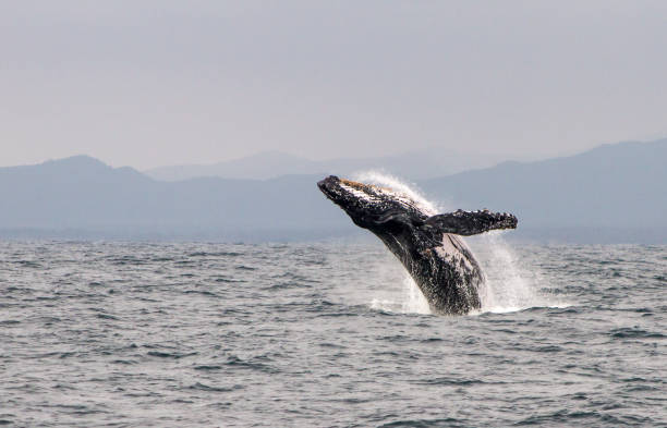 ballena jorobada, ecuador - saltos fuera del agua fotografías e imágenes de stock