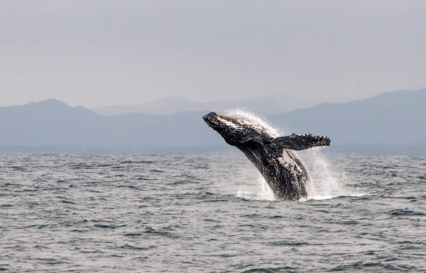 Humpback Whale, Ecuador Humpback Whale, Manabi, Ecuador animals breaching photos stock pictures, royalty-free photos & images