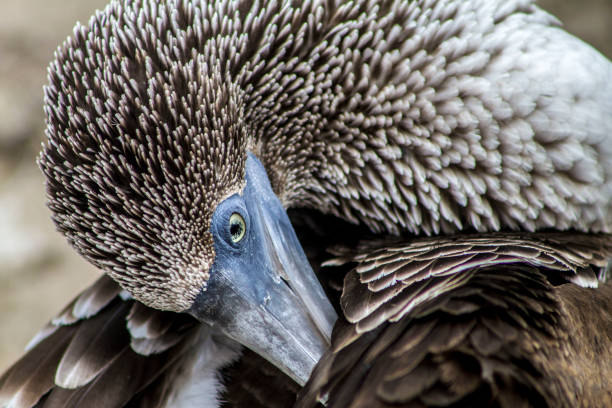 booby dai piedi blu, galápagos, ecuador - isabella island foto e immagini stock