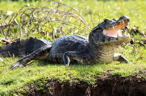 Caiman Crocodile Pantanal Mato Grosso Do Sul Brazil Stock Photo - Download  Image Now - iStock