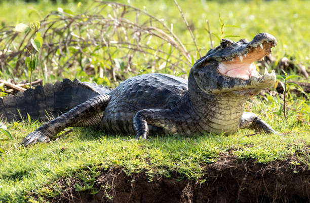 Caiman, Crocodile, Pantanal, Mato Grosso do Sul, Brazil Caiman, Crocodile, Pantanal, Mato Grosso do Sul, Brazil caiman stock pictures, royalty-free photos & images