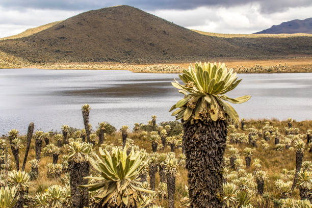 Frailejones, El Angel, Carchi, Ecuador