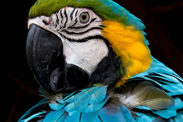 arara, papagaio, floresta amazônica, colômbia - parrot tropical bird gold and blue macaw amazon parrot - fotografias e filmes do acervo